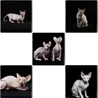 Стеклянный кабошон TAFREE, купол, плоская задняя картина, Сфинкс, кошки, квадратная форма, черные ювелирные изделия, аксессуары, CA239