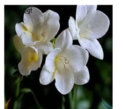 13 Ngryise 20 шт набор Freesia hybrida - Цвет: 13