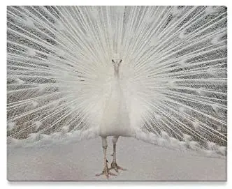 

Wall art painting white peacock print picture landscape picture home oil painting modern decoration living room print decoration