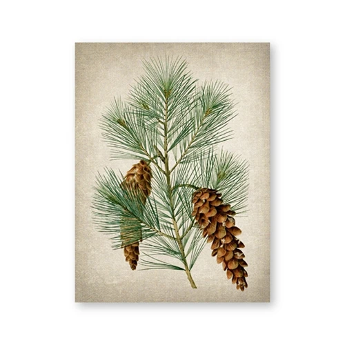 

Pine Plant Vintage Illustrations Posters and Prints Evergreen Pine Cones Botanical Plants Wall Art Canvas Painting Home Decor
