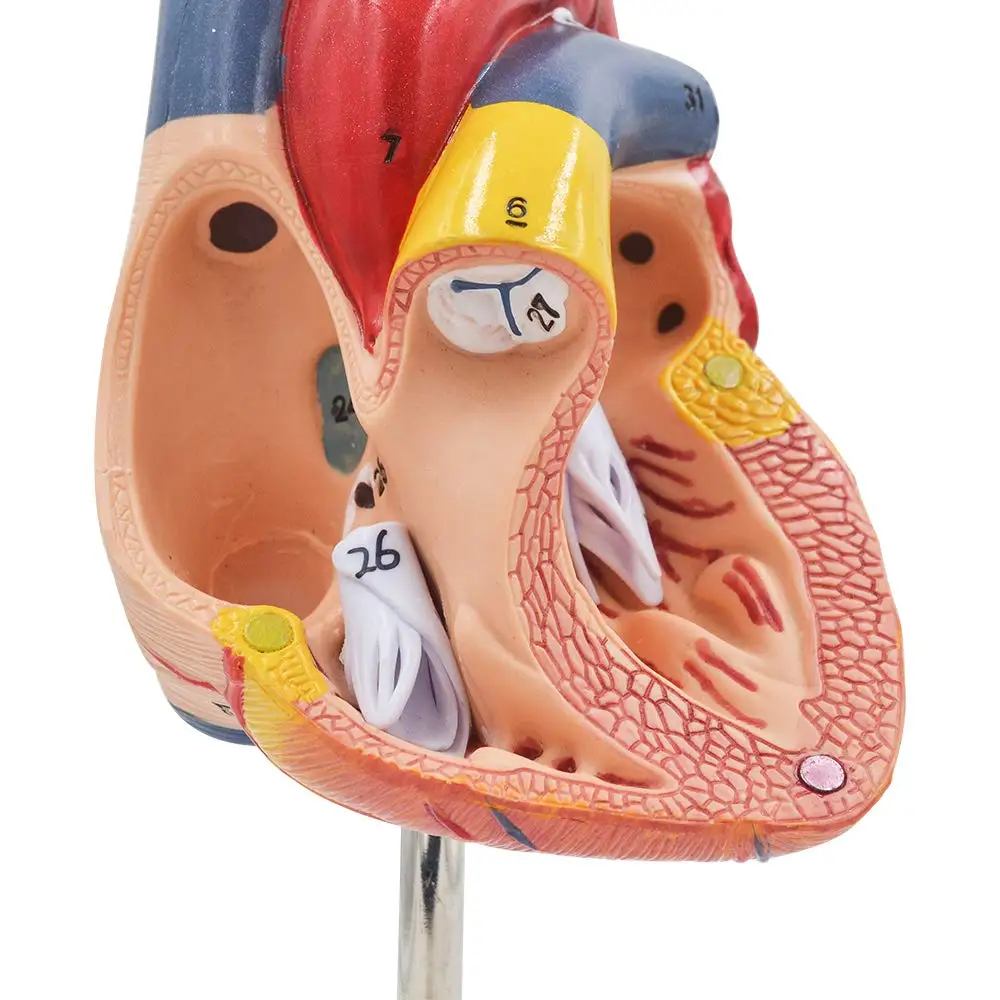 1:1 Human Heart Model Life Size Cardiac Anatomical Teaching Models for Science Classroom and Cardiology Study |