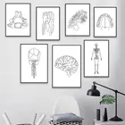 Медицинская Анатомия человеческих органов, скелет, настенный художественный плакат, искусство, печать зубов, холст, живопись, нордическая клиника, домашний декор