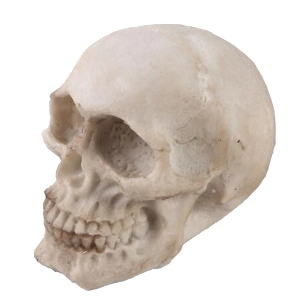 

2pcs Resin Skull Head Model Simulation Skeleton Head Medical Skull Art Copy for Halloween Decor Home Office Shop Ornament
