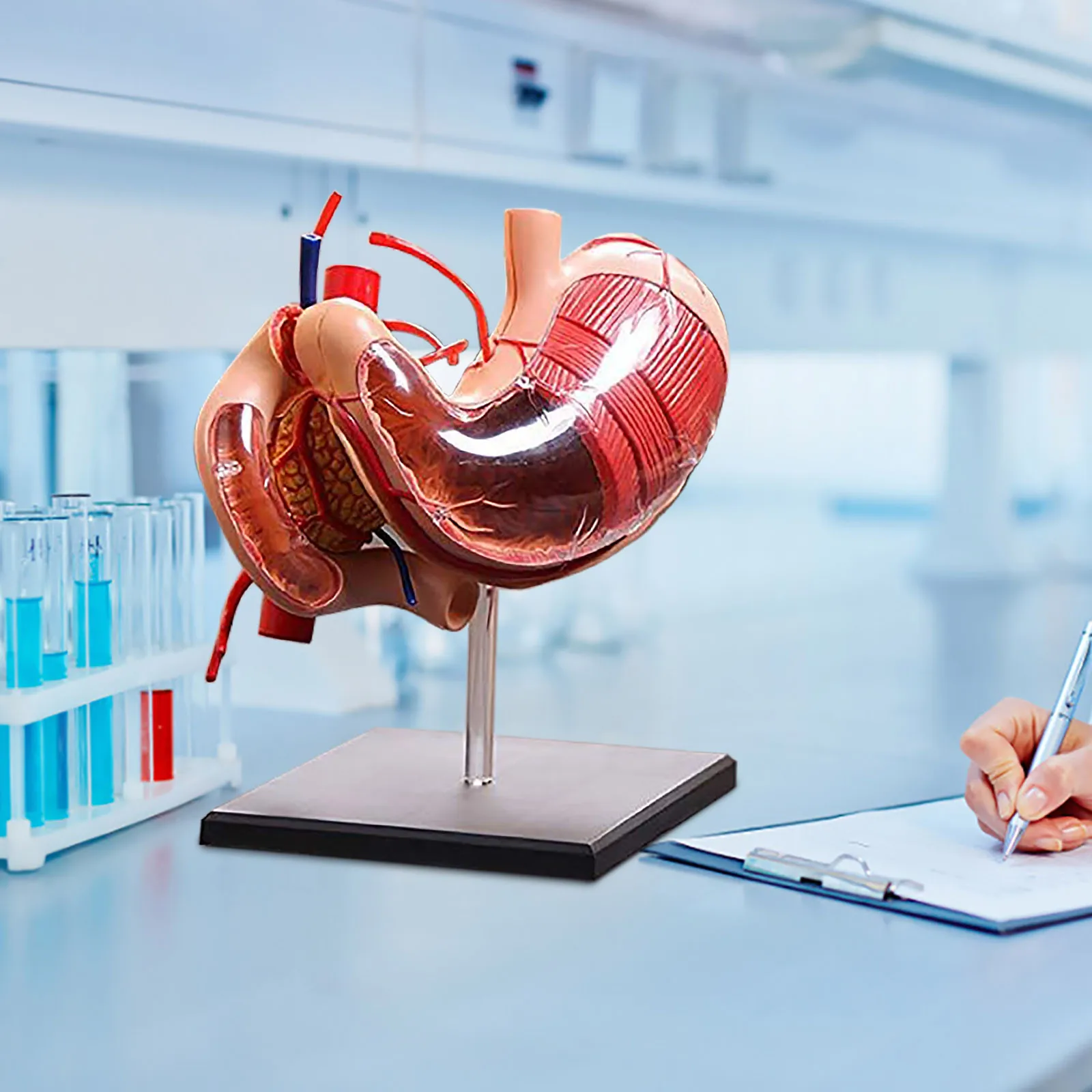 

Технология, развивающие игрушки, анатомическая модель живота, модель анатомии человека, игрушки Монтессори для детей, 2021