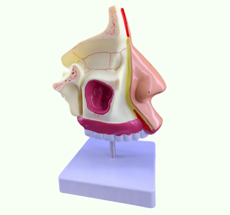 Анатомическая модель отоларингологии носовой полости человека анатомическая