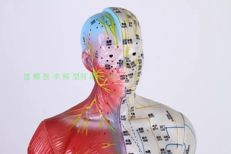 85 см акупунктурный и моксибюстиционный массаж человека обучающая модель