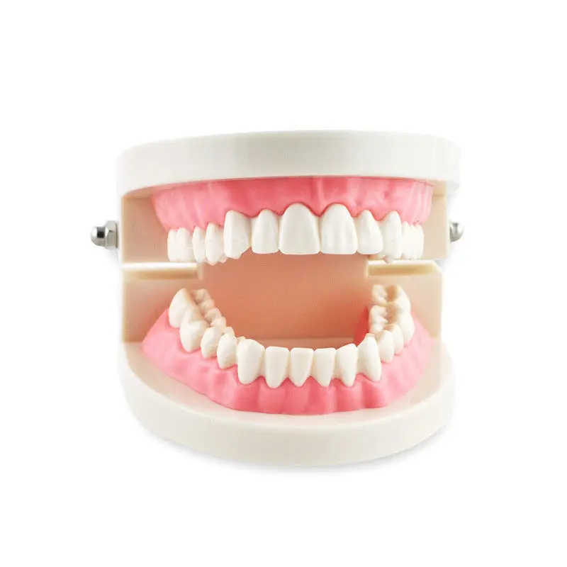 New Dental Dentist Flesh Pink Gums Standard Teeth Tooth Teach Model Teaching | Красота и здоровье