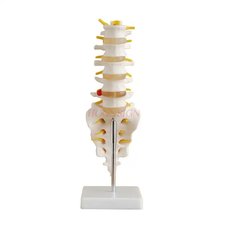 Lumbar spine tail bone model intervertebral disc spinal nerve sacrum tail vertebra spine spine orthopedics stereo teaching mold