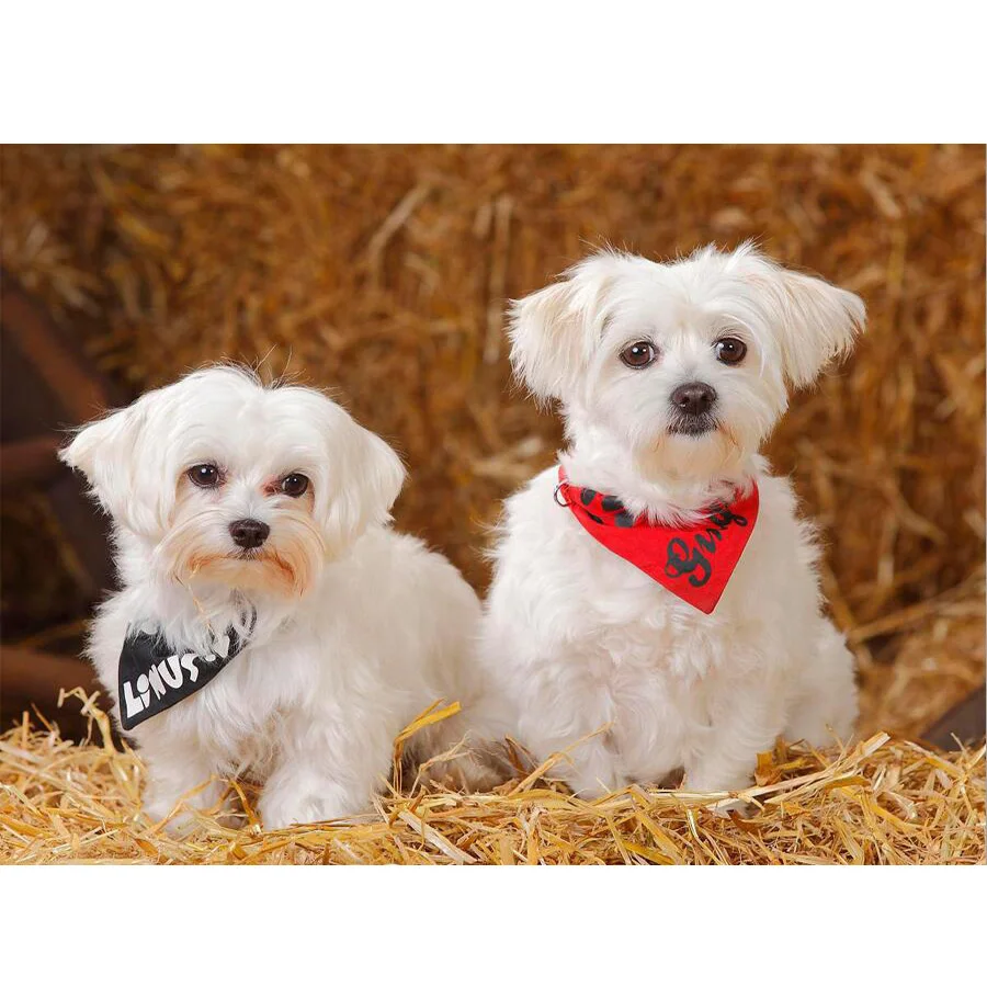 Алмазная 5d картина с изображением собаки алмазная вышивка сделай сам мозаика