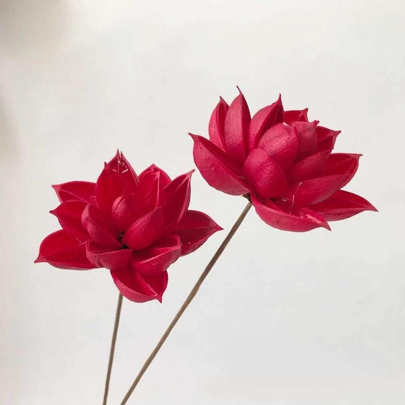 

5Pcs Preserved Dried Zen Lotus Bauhinia Variegata Handmade Photograph Home Desktop Office Garden Nostalgic Wedding Decoration