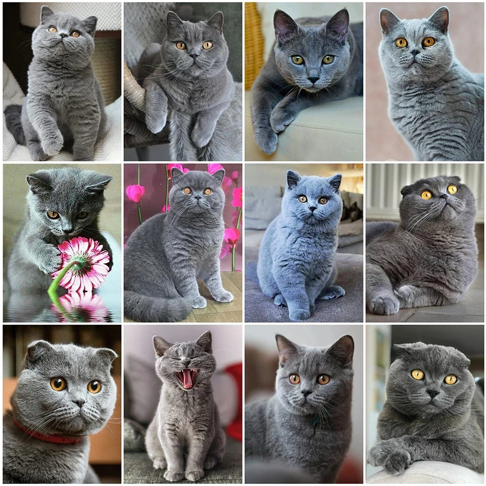 

Full Square/Round Drill 5D Diy Diamond Painting Cat Diamond Embroidery Animals Cross Stitch Rhinestone Mosaic Craft Wall Decor