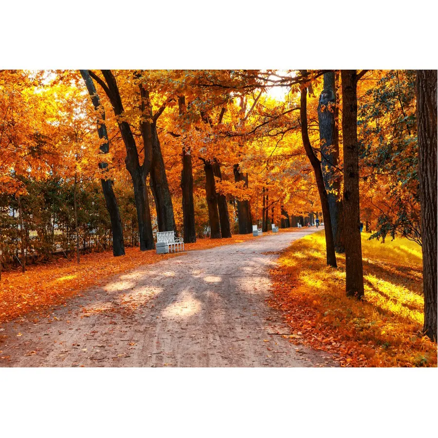 

Maple Forest and Trail Backdrop Holiday Photography Background Celebration Photo Booth Studio Decor