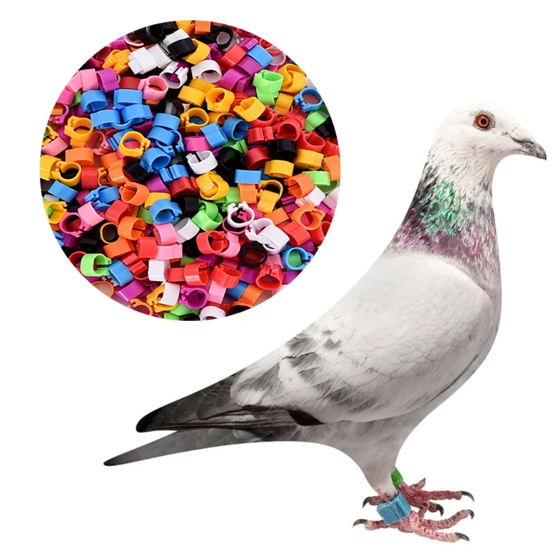 

8mm Bird Ring Leg Bands Plastic Multi-Coloured Pigeon Foot Bands for Dove