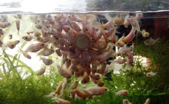 Пищевая таблетка для рыб Спирулина хлопья здоровое питание океана пищевое