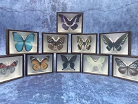 butterfly specimen box series gacha toys morpho butterfly blue morpho helena butterfly raja brookes birdwing fridge magnet toys