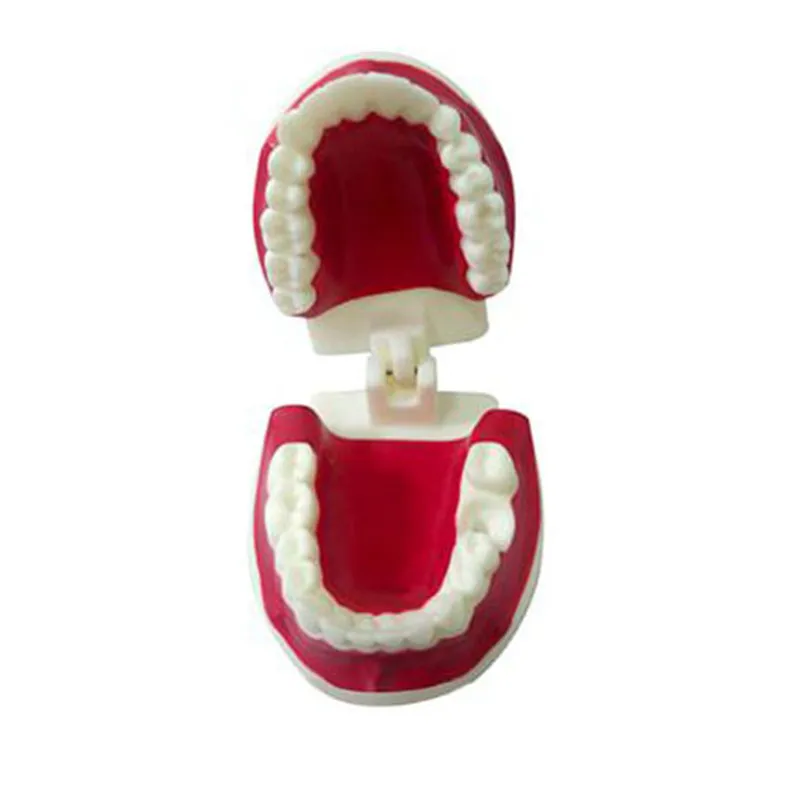 ly56 Plastic White New Dental Teeth Model with an Implant Nail