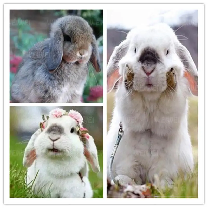 

Rabbit Diamond Painting Cute Bunny Diamond Painting Kits for Adults Animal Picture of Rhinestone 5D Diamond Painting Accessories