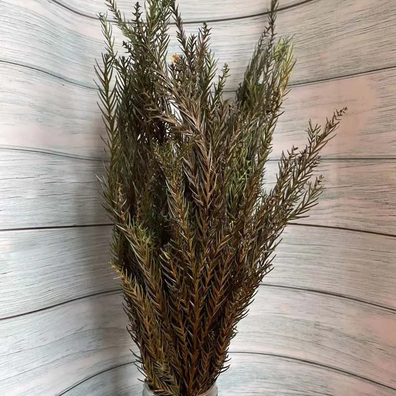15-42CM/60g Real Dried Natural Preserved Pine Tree,Decorative Eternal Pine Branches DIY For Christmas Decoration,Home Decor images - 6