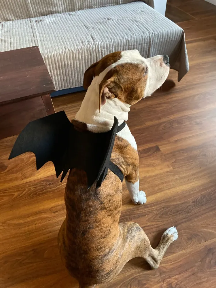 Забавный костюм для кошек и собак на Хэллоуин щенков котят черные крылья летучей