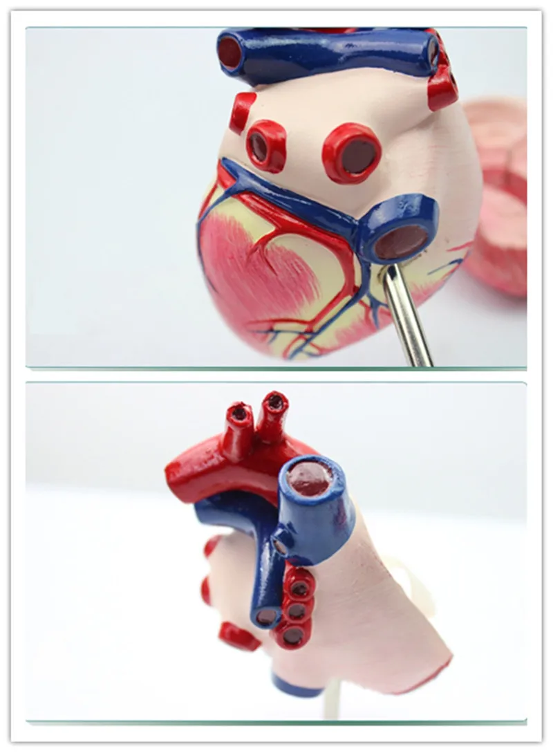 Собака сердце модель собака Анатомия орган животное животных обучение демонстат