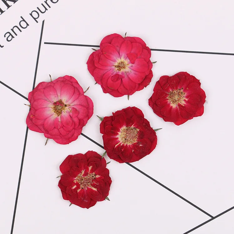 Натуральная неизменная прессованная Роза 16 шт. настоящие засушенные цветы