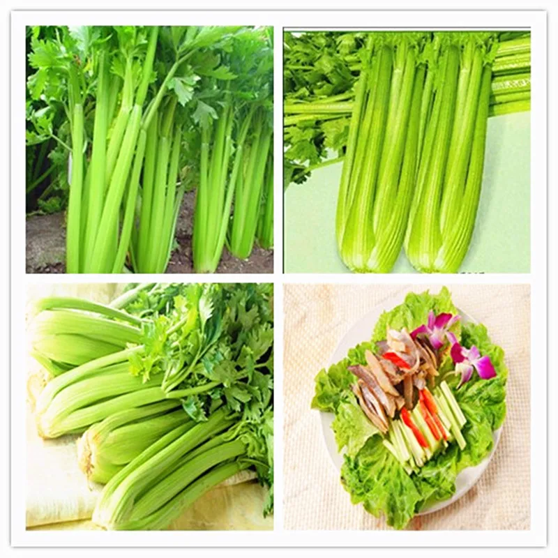 Сельдерея 100 шт |