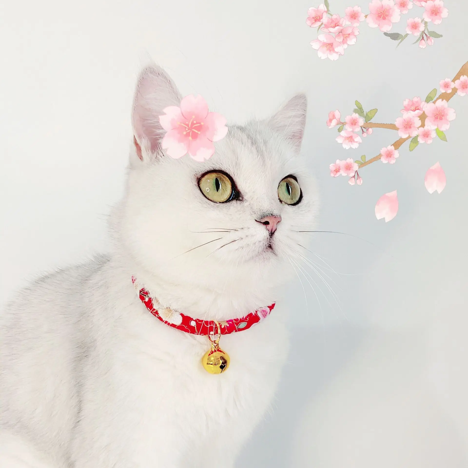 

Japanese style pet adjustable brass bell lucky cat dog collar collar insect repellent accessories dog supplies