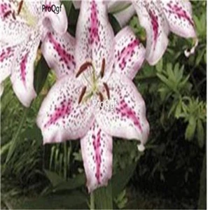 9 Ngryise 20 шт набор Lilium brownii Lily - Цвет: 9