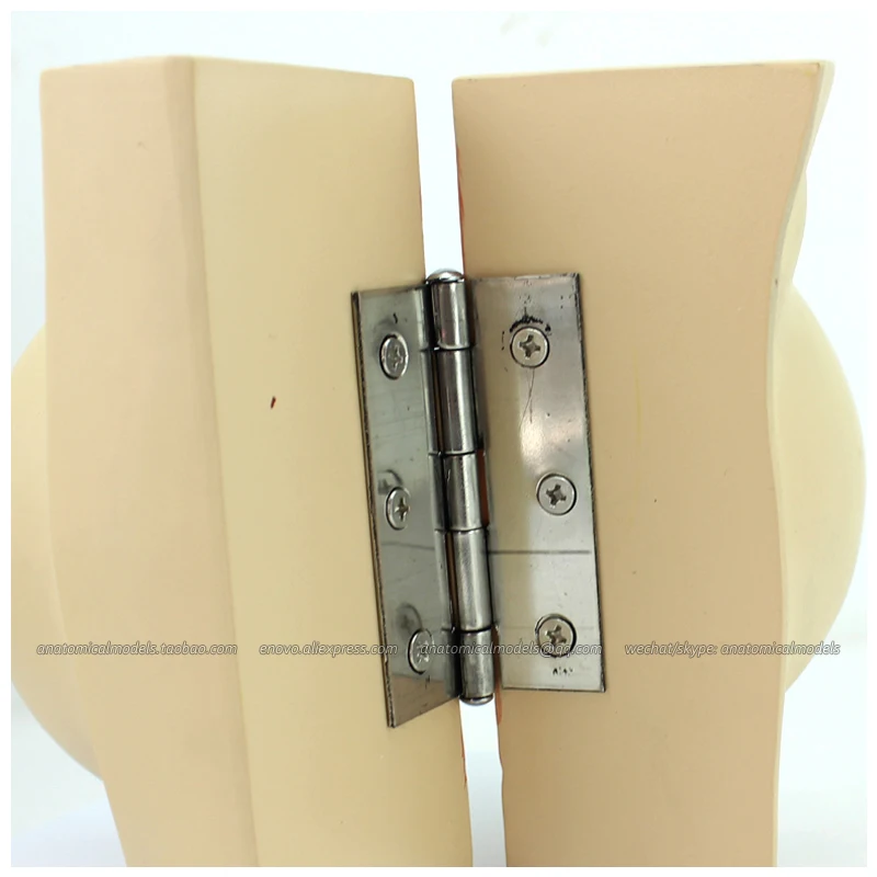 

12459 / Human Feminine Stationary Phase Breast Model, Medical Science Educational Teaching Anatomical Models