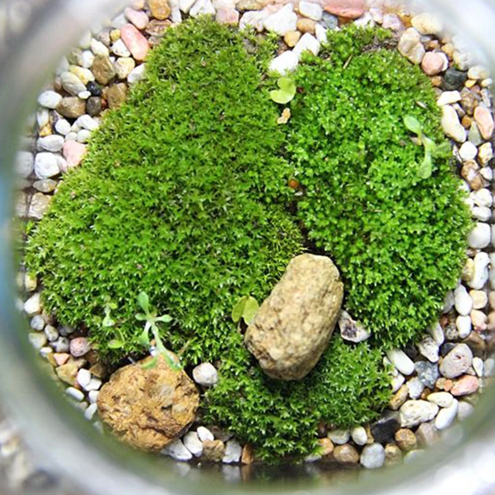 

Garden Green Home Decor Multifunctional Mini Balcony Durable Plastic Landscape Easy Care Artificial Moss