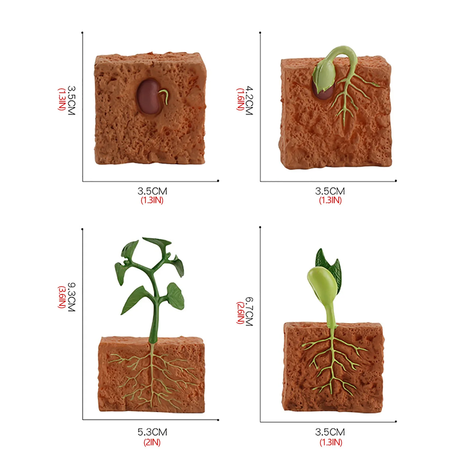 

Plant Growth Cycle Simulation Seed Germination Growth Process Plastic Model Action Model Children's Educational Learn Toys Gifts