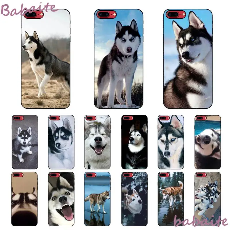 

Babaite Animal dog husky Phone Case fundas for iPhone 12 6 6S Plus 12 pro max case for X XS MAX