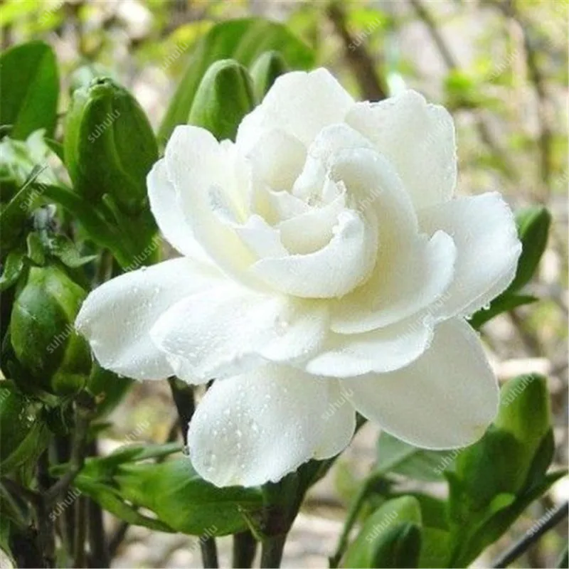 100 шт Искусственный Жасмин | Дом и сад