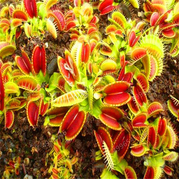 300 шт. колючий мух|Сувениры для вечеринок| |