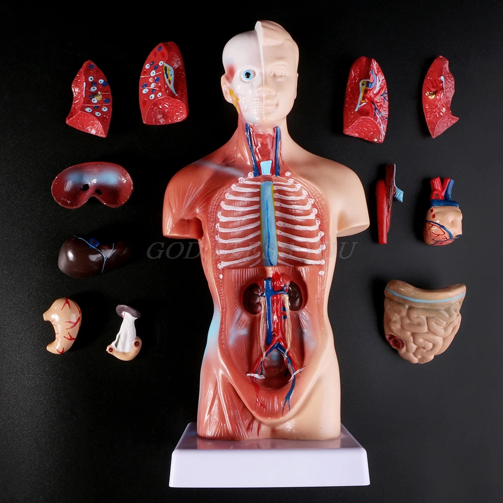 

Human Torso Body Model Anatomy Anatomical Medical Internal Organs For Teaching Drop Shipping