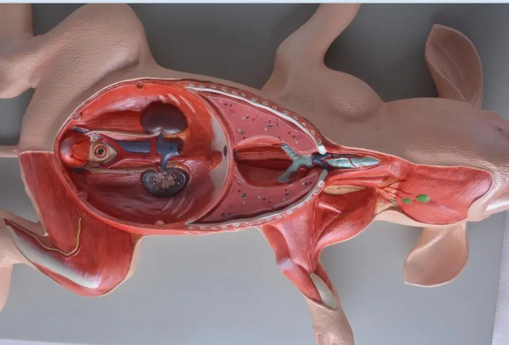 

Pig Anatomy Model Embryonic Organs Visceral Muscle Nerve Veterinary Study Animal
