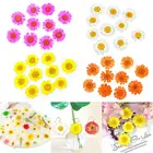 10 цветов, сушеные цветы, наполнитель из уф смолы, сделай сам, изготовление украшений, растение, украшение, натуральные цветы, хризантемы, ремесла для тиснения