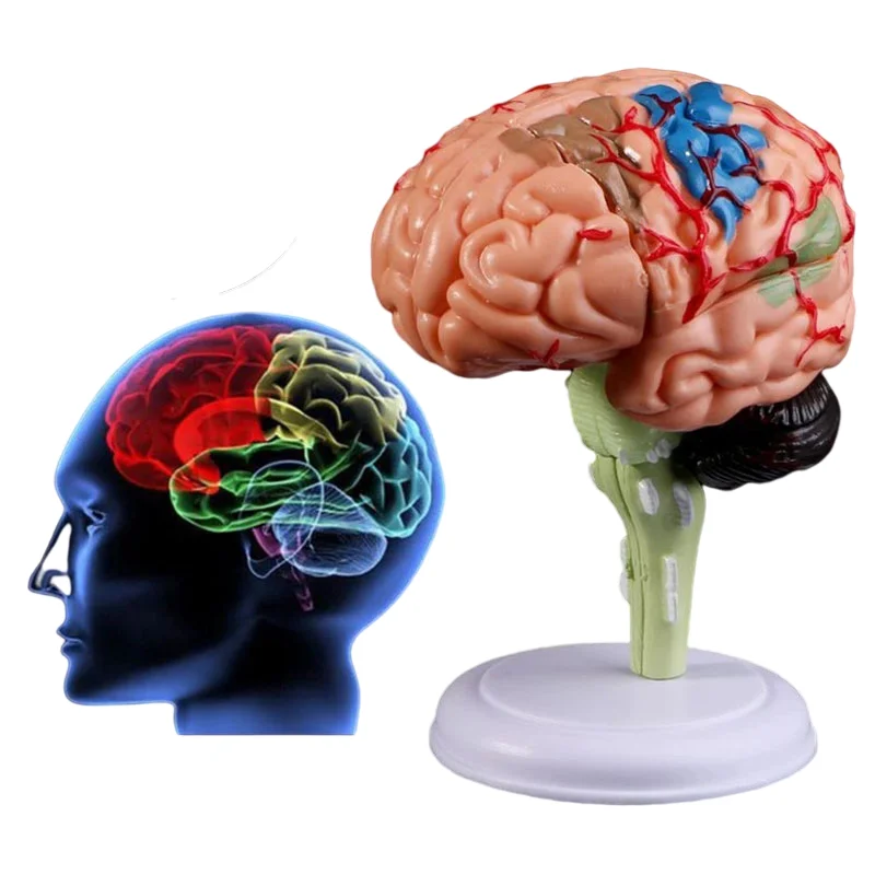 4D Разобранная анатомическая модель человеческого мозга анатомический