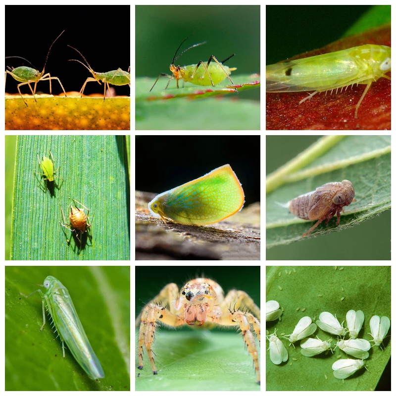 

Acridine Acetamiprid Insecticide Agricultural Medicine Kill Pest Insect Aphidoidea Protection Garden Bonsai Plant Pesticide