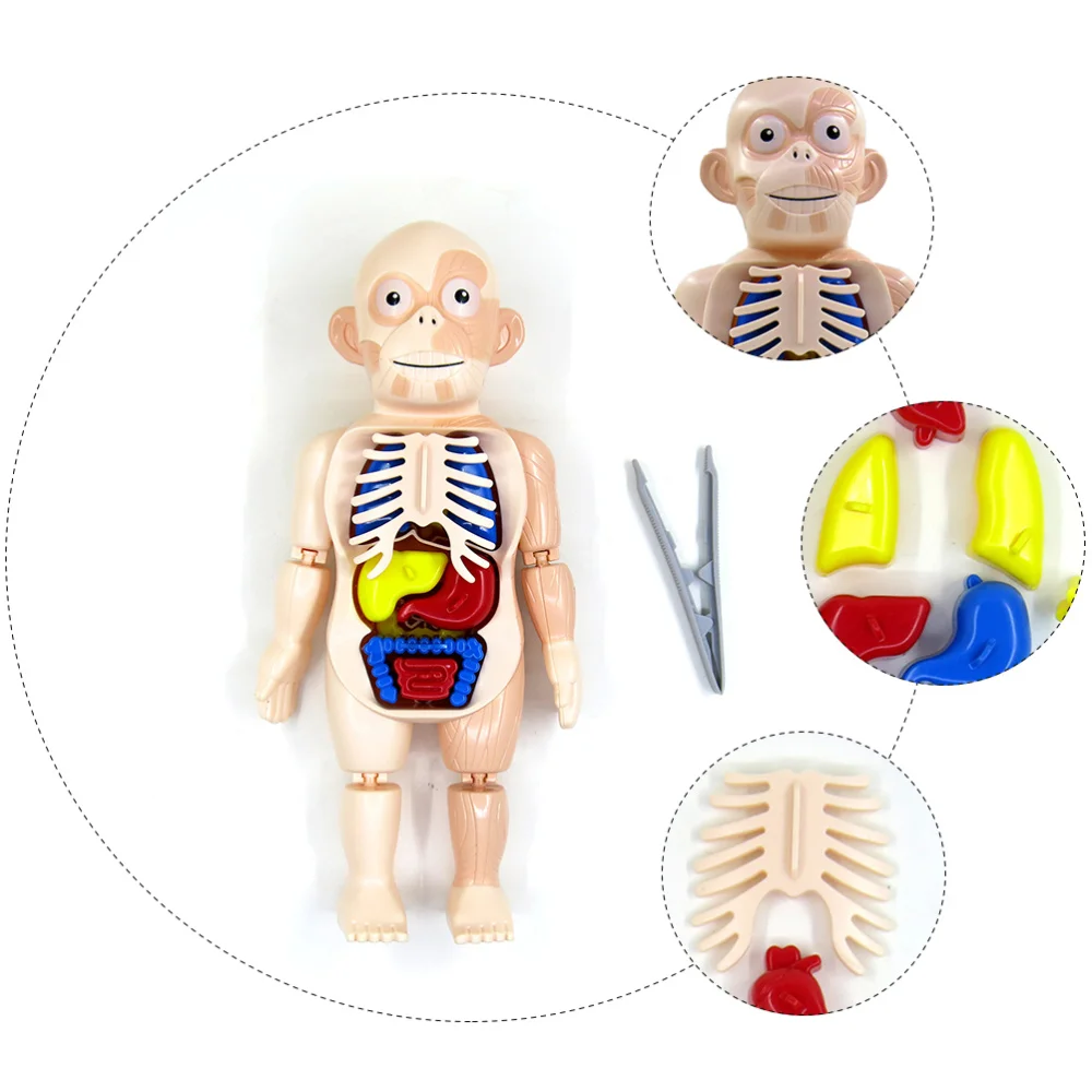 

1 Set of Educational DIY Gift Assembled Mold Assembled Model