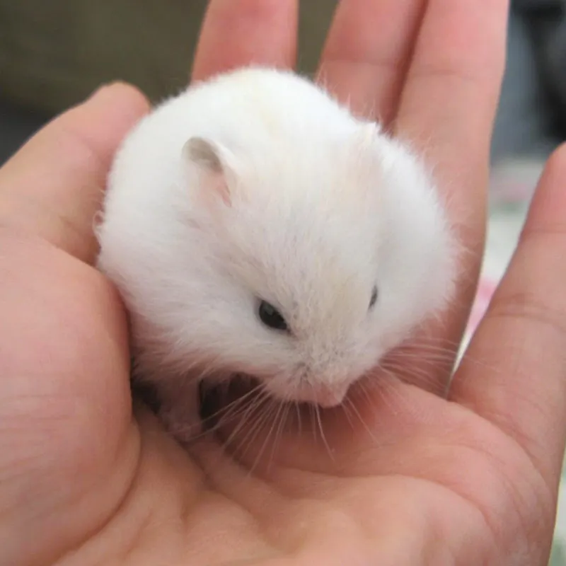 

Hamster House Acrylic Transparent Cage Assembled Washed Guinea Pig Villa Small Pet Supplies Double-layer Guinea Pig Cage