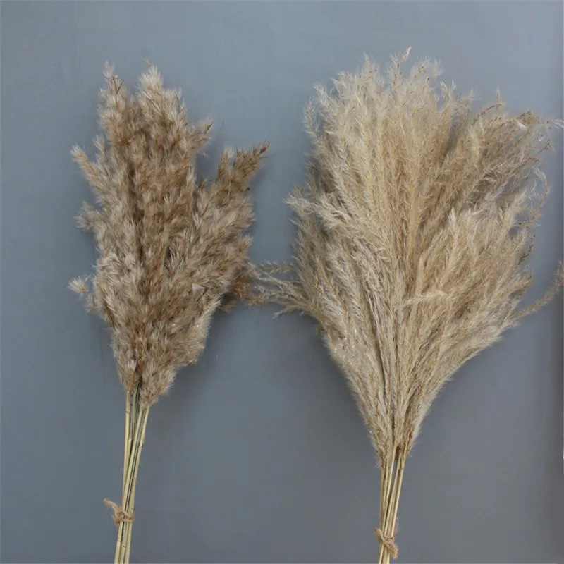 

30pcs pampas wedding flowers bunch dried pampas grass natural reed christmas decoration pampas grass flower bunch