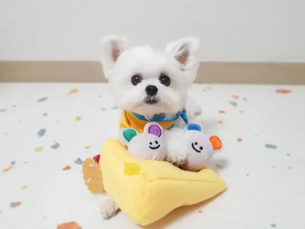 Лидер продаж Корейская мышь с сыром Ins игрушки для собак пищащие милые хлопковые