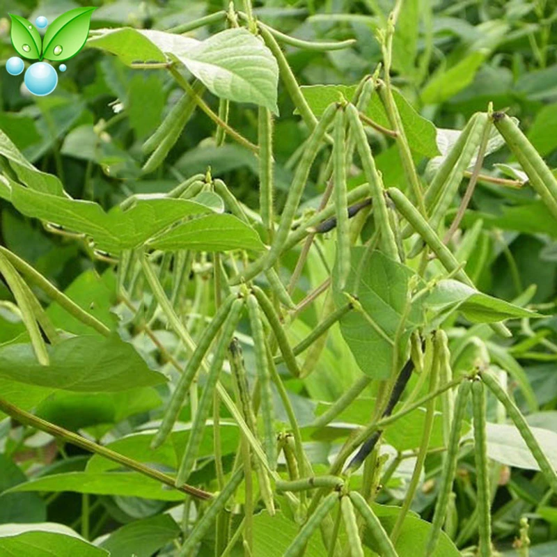 Бобы Mung уменьшают огонь удаляют фетальный яд и решают запор во время