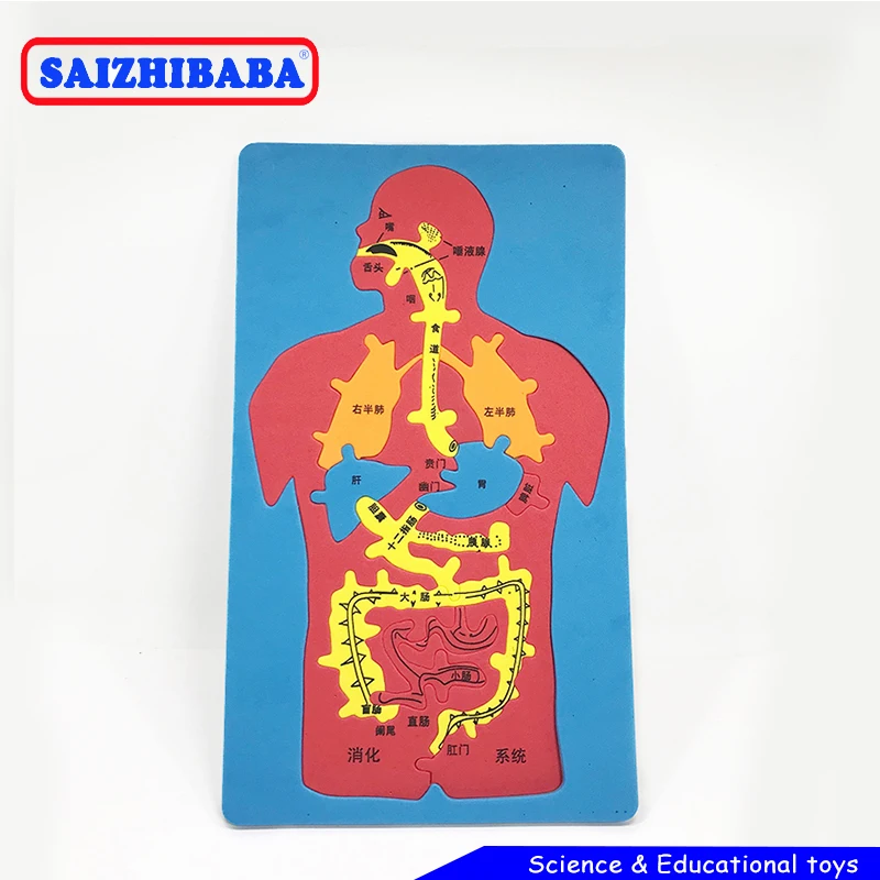 Saizhibaba Diy Science Toys головоломка пищевая система человека развивающая