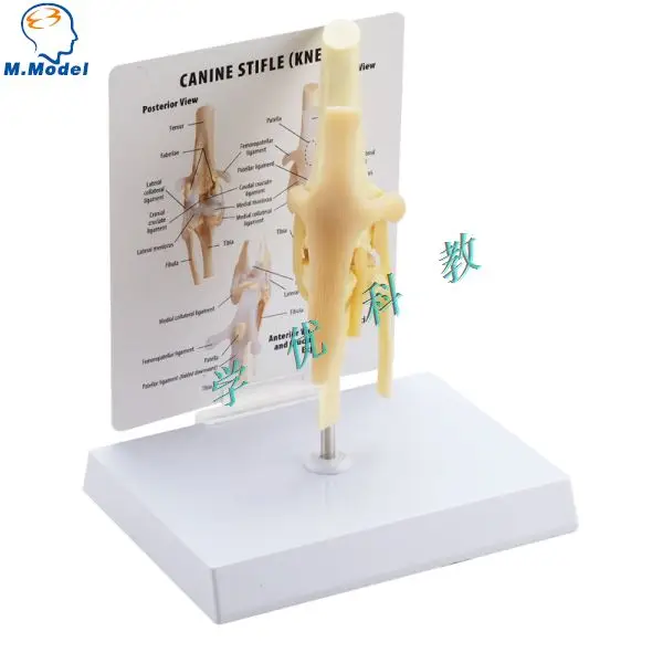 dog knee joint Ligament basic structure model