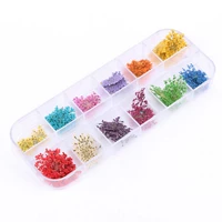 mixed colors real dry dried flower for uv gel acrylic nail art tips decoration nail art tips decorazioni unghie nailart decor