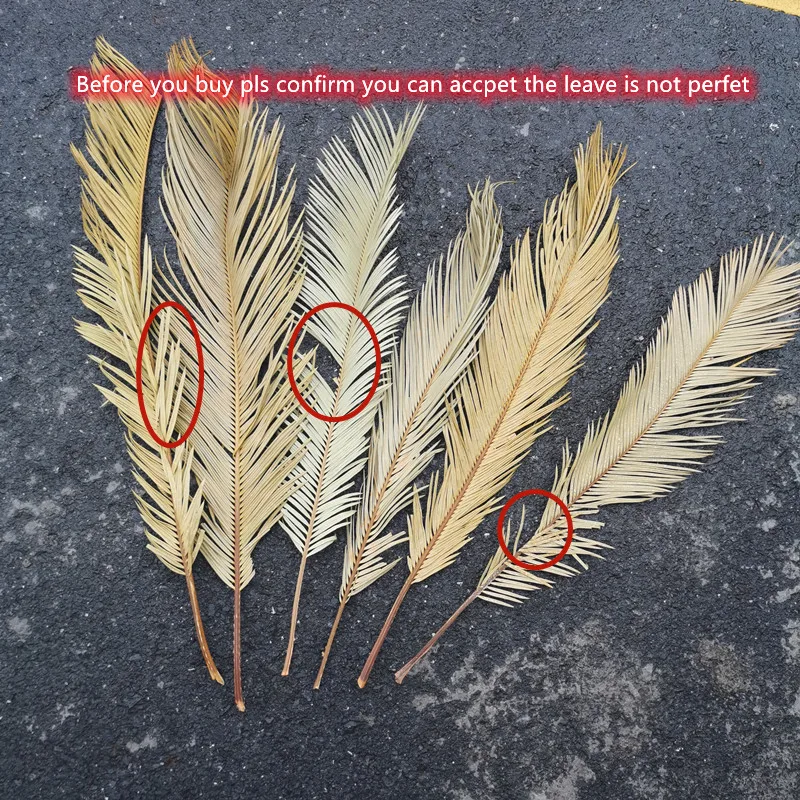 

Fruticose Dracaena Leaf ,Natural Dried Plant Sago Cycas Branch,Dry Palm Fan Leaves,Party Wedding Home Table Decoration 60Cm