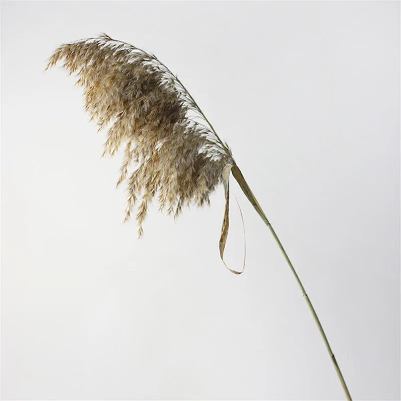 

10pcs Natural Dried Flowers Pampas Grass Phragmites DIY Real Plants For Decor Home Wedding Decoration