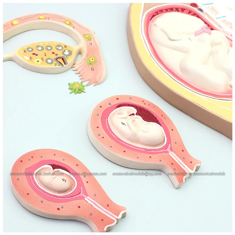 

12453 / Fetal Development Mode from Unfertilized Ovum to 9th Month,Medical Science Educational Anatomical Models